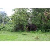 Day 05 (Wildlife special of South India 7 NIGHTS  8 DAYS) Nagarhole.jpg